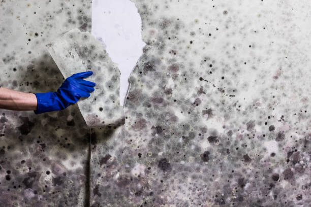 Best Professional Mold Removal  in Kirkl, IN