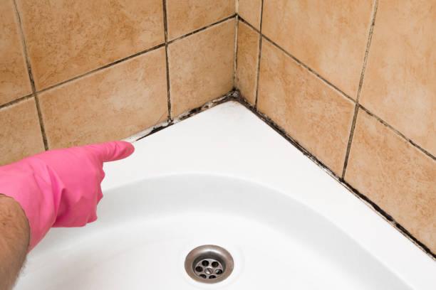Best Residential Mold Removal  in Kirkl, IN